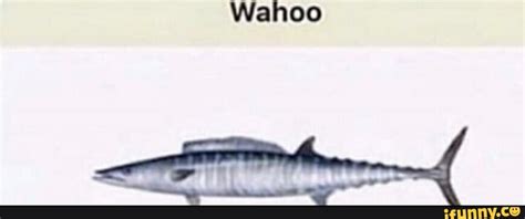 Wahoo Memes Best Collection Of Funny Wahoo Pictures On Ifunny