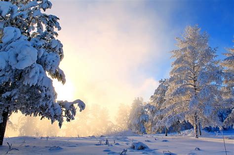 Hd Wallpaper Snow Covered Trees Winter Bench Traces Gray Hair