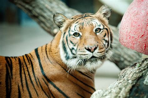 The 10 Biggest Zoos In The United States