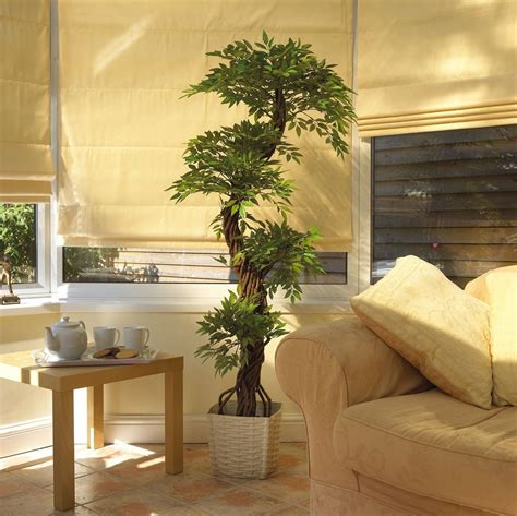 Dans le salon, il est possible de placer le bonsaï. Pin auf plantes