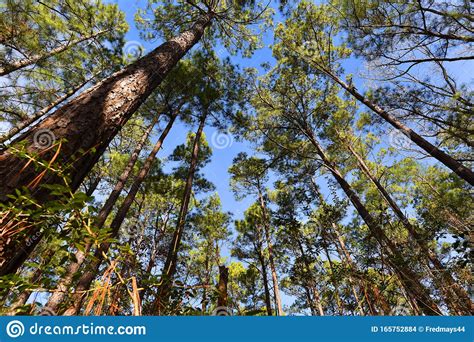 Pine Trees In National Forest Piney Woods East Texas Stock Photo