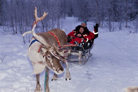 Reindeer Encounters And Sleigh Rides In Lapland