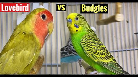Lovebird Vs Budgie Which One I Should Go For Youtube