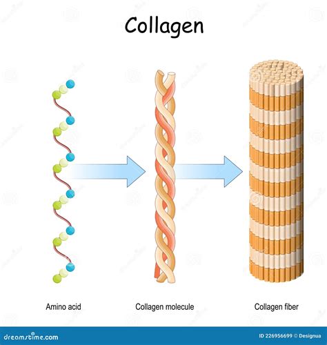 Collagen Molecule Structure Of A Collagen Fibers Stock Vector