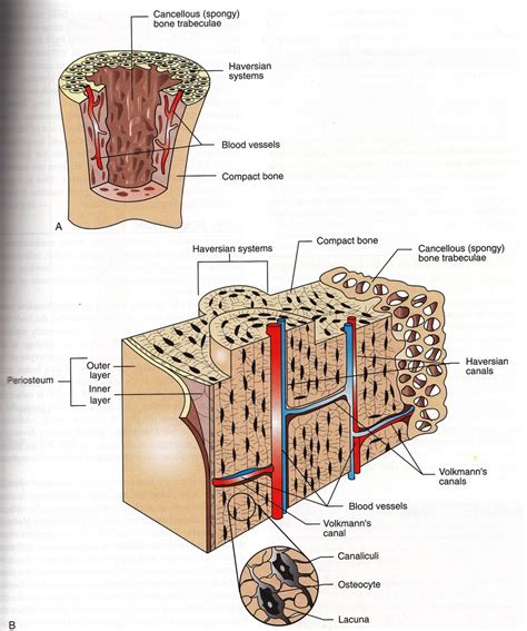 Structure Of Compact And Cancellous Bone Diagram Quizlet