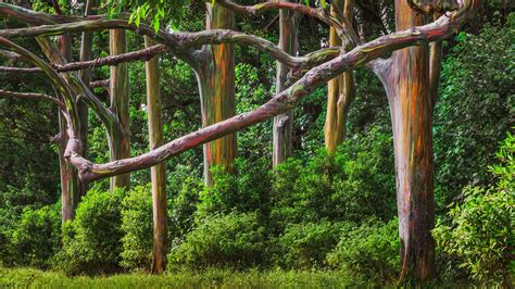 Forest Hawaii Usa Plants Trees Branch Eucalyptus Rainbows