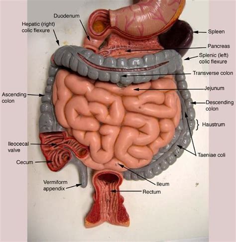 Anatomy Of Digestive System For Lab Practical Diagram Quizlet