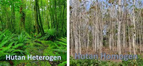 Gambar Klasifikasi Hutan Berdasarkan Fungsinya Gambar Homogen Heterogen