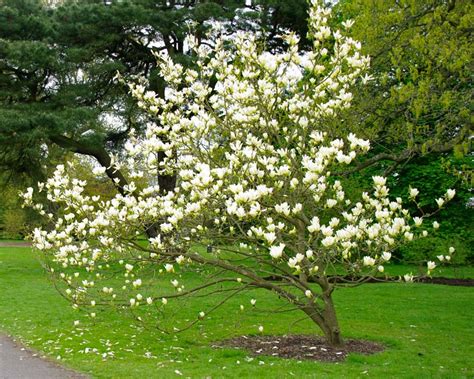 Magnolia Elizabeth Flowering Trees Magnolia Back Gardens