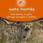 Gato Montés conoce al gato salvaje europeo e ibérico FeelCats