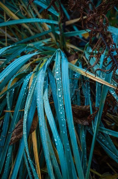 Natural Background Blue Grass With Water Drops Close Up Stock Photo