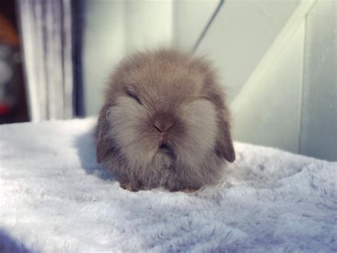 If yes, then this chocolate mousse recipe is just perfect for you. My Lion Lops - BOSWORTH BUNNIES
