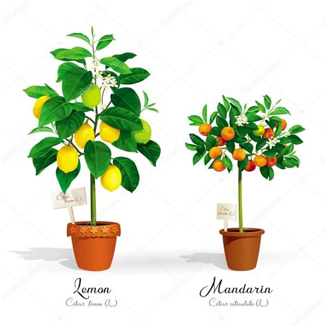 Citrus Trees In The Pots — Stock Vector © Lisashu 149360494