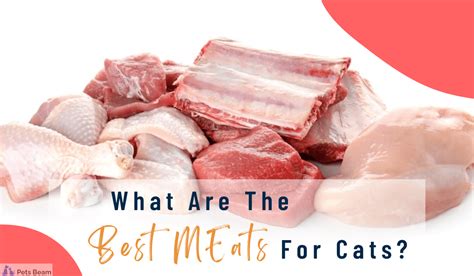 What Are The Best Meats For Cats Purr Fect Protein
