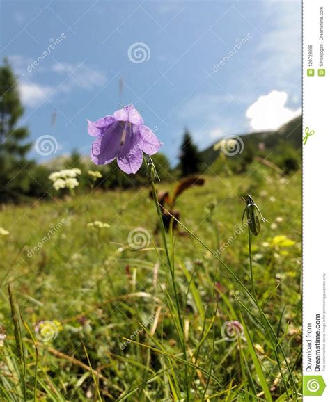 Tender Pale Violet Blossom Of A Mountain Flower Stock Image Image Of