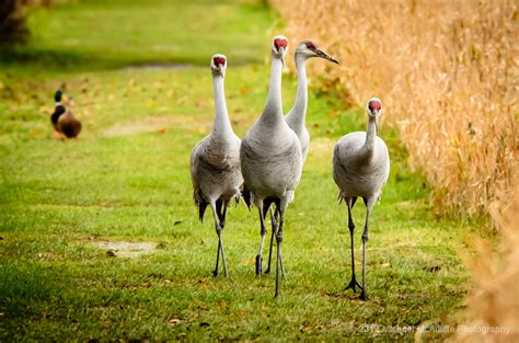 Sandhill Cranes At Reifel Bird Sanctuary Michael Mcauliffe Photography