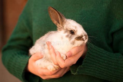 Rabbit In Her Hands Stock Image Image Of Female Adult 245412305