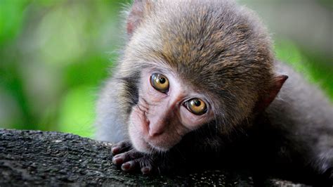 Ships from and sold by zoom party. Download wallpaper 2560x1440 monkey, cute, look, primate ...