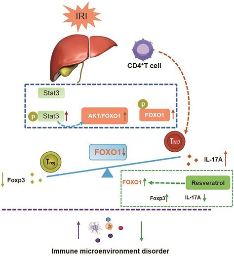 Foxo1 Alleviates Liver Ischemia Reperfusion Injury By Regulating The