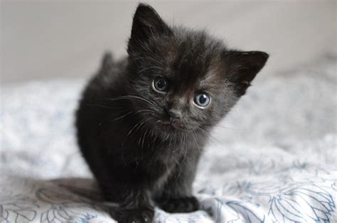 HLEDÁME PÁNÍČKA: Čokoláda je černé kotě, které vám smůlu ...