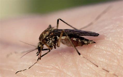 Mosquitoes A Guide To Identification Prevention And Control In Houston