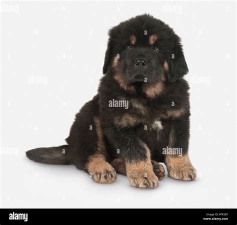 Tibetan Mastiff Puppy Hi Res Stock Photography And Images Alamy