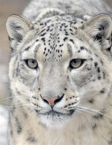 Feel free to use all of the free stock photos of snow for your business. Snow Leopards in Calgary - hey crystal smith