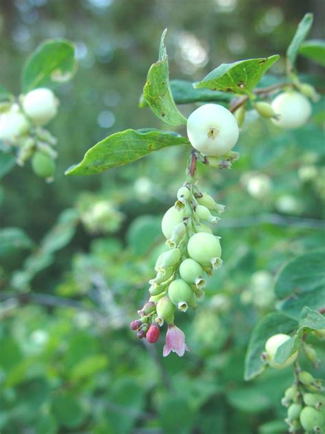 Symphoricarpos Albus Common Snowberry