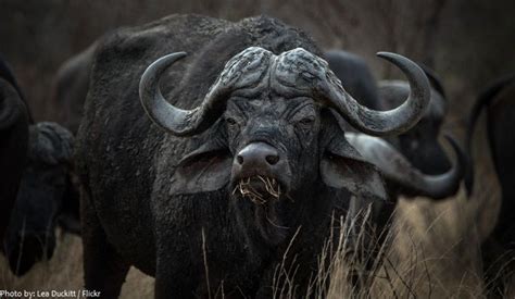 The African Buffalo Is One Of The Most Successful Grazers In Africa It