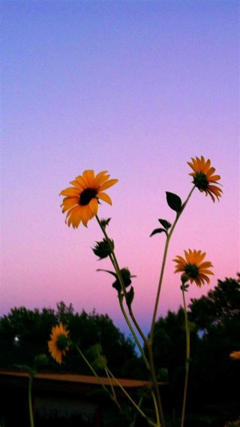 We did not find results for: Pin by Chantelle Mcintyre on some pictures | Sunflower ...