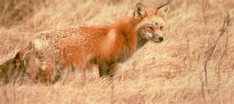 Sierra Nevada Red Fox Population Proposed As Endangered The Wildlife