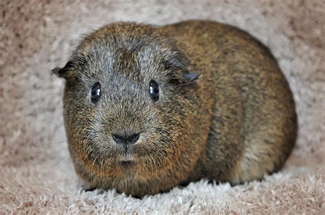 Guinea Pig Smooth Hair Gray Agouti Free Photo On Pixabay Pixabay