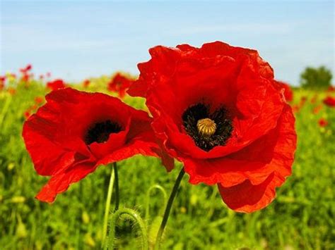 Si consiglia vivamente di inquadrare le immagini in una cornice di qualità con vetro protettivo. fiori di campo papaveri- Cerca con Google (con immagini ...