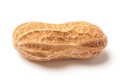 Raw Peanut Stock Photo Image Of Peanut Protein Groundnut 37668140
