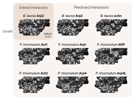 Inducing Protoplast Formation In Phaeodactylum Tricornutum By Silica