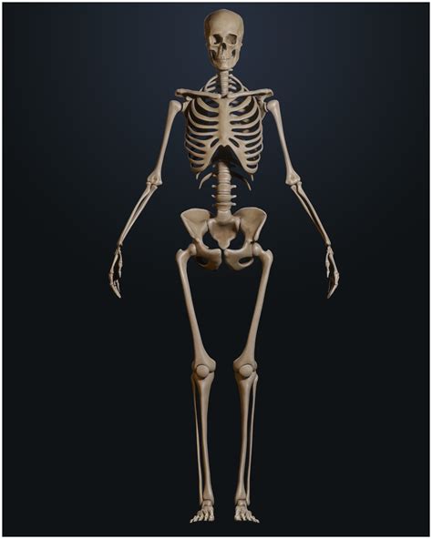 Female Skeleton 3d Model Cgtrader