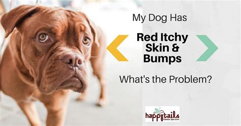 Red Itchy Bumps Itchy Dog Solutions