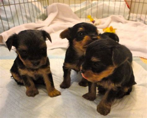 Courtneys Akc Yorkies Lexis Puppies 4 Weeks Old