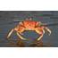 Wallpaper Sea Crab