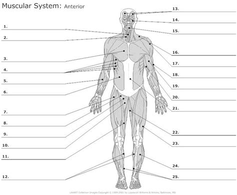 The Muscular System And Its Major Muscles Are Labeled In This Diagram