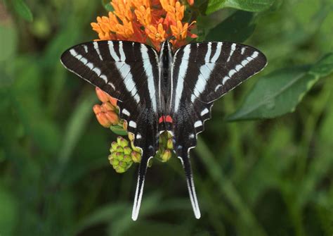 This is a similar process to other african mammals. Zebra Swallowtail - Alabama Butterfly Atlas