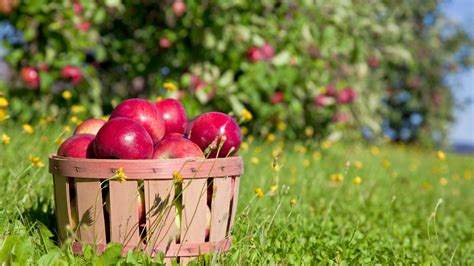 10 Best Apple Orchards In The U S According To Readers