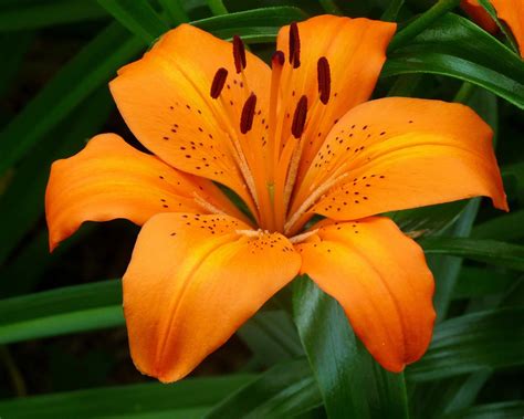 Lily Flower Database Plants