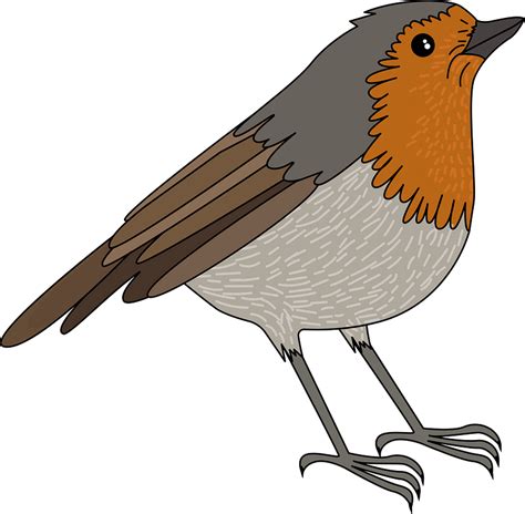 Robin Bird Clipart