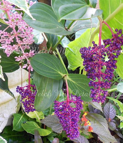 My Petal Press Garden Blog Tropical Flowers In Barbados