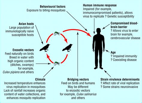 West Nile Encephalitis The Bmj