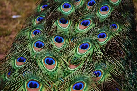 Free Images Nature Bird Wing Male Green Beak Color Colorful