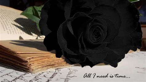 Black Roses Wallpaper High Definition High Quality Widescreen