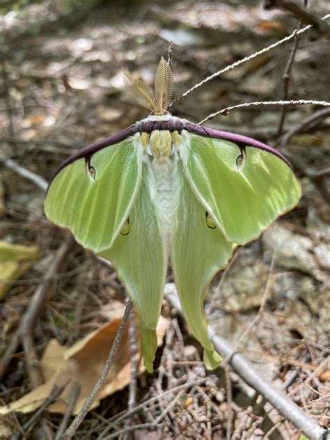 Luna Moth Seen Today In The Forest In Albany Nh Rentomology