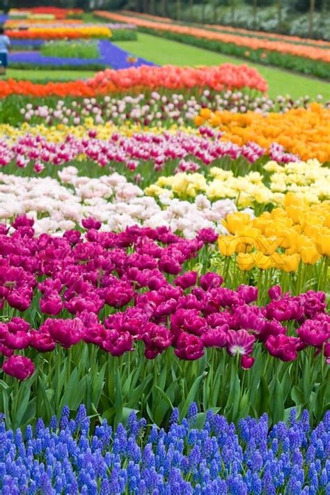 Beautiful Garden Of Colorful Flowers In Spring Keukenhof In The